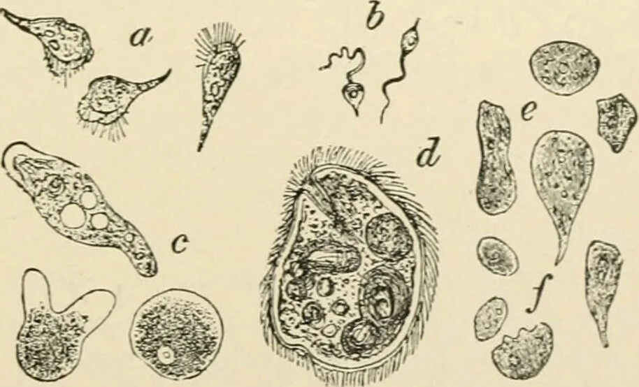 An illustration from Human physiology : prepared with special reference to students of medicine / by Joseph Howard Raymond., 1901, leaf 263