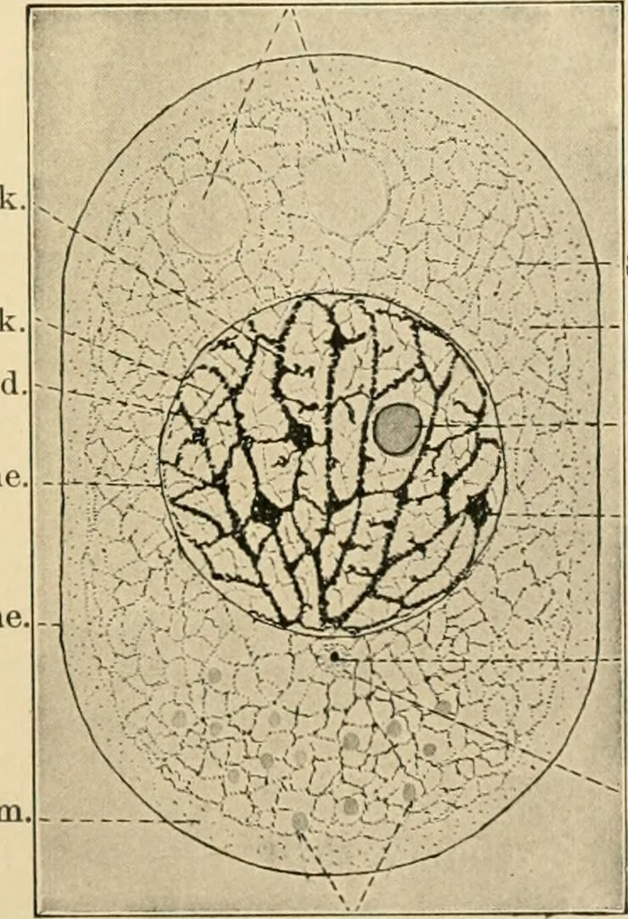 An illustration from Human physiology : prepared with special reference to students of medicine / by Joseph Howard Raymond., 1901, leaf 27
