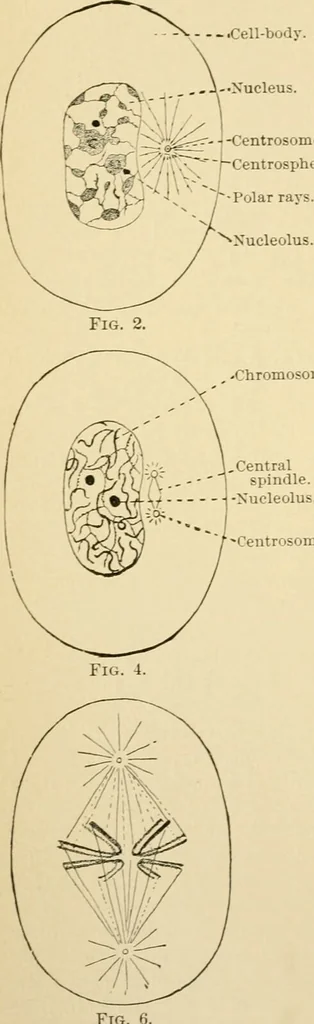 An illustration from Human physiology : prepared with special reference to students of medicine / by Joseph Howard Raymond., 1901, leaf 30