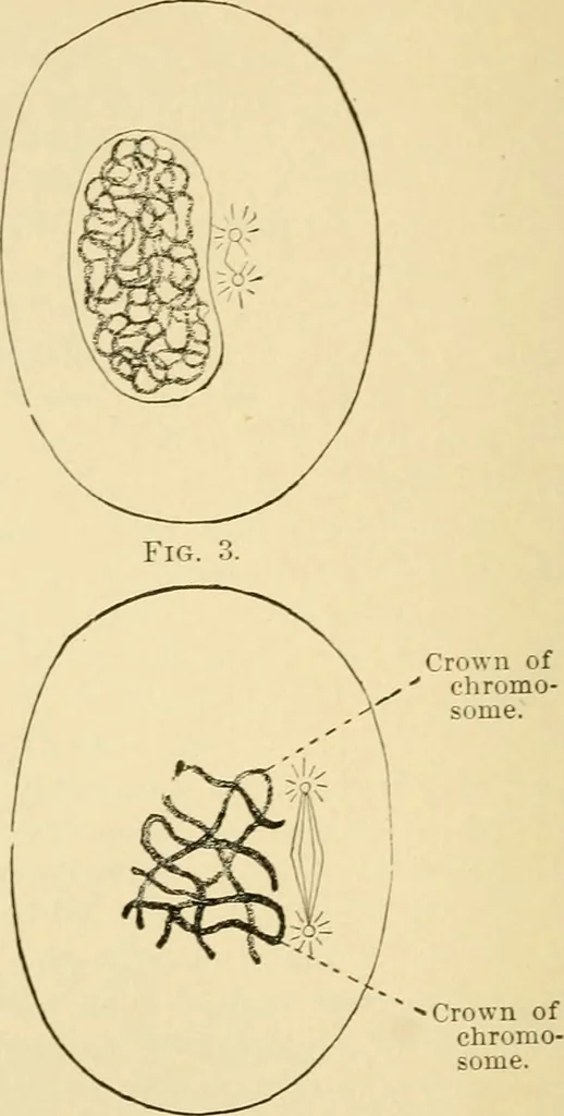 An illustration from Human physiology : prepared with special reference to students of medicine / by Joseph Howard Raymond., 1901, leaf 30