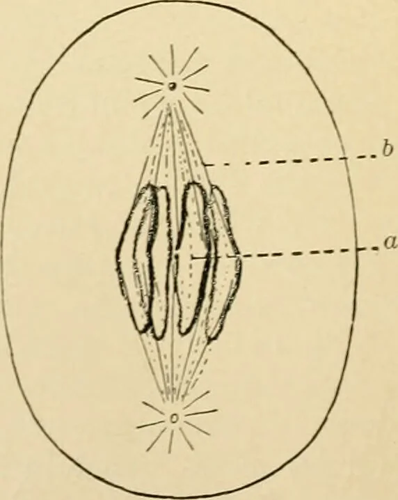 An illustration from Human physiology : prepared with special reference to students of medicine / by Joseph Howard Raymond., 1901, leaf 30