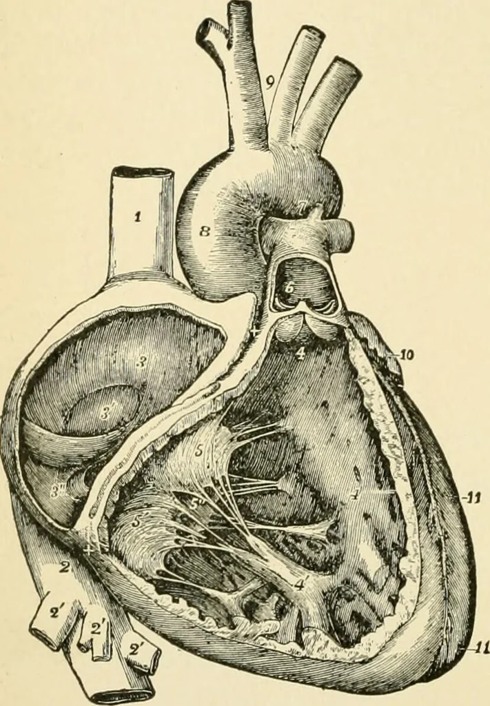 An illustration from Human physiology : prepared with special reference to students of medicine / by Joseph Howard Raymond., 1901, leaf 304
