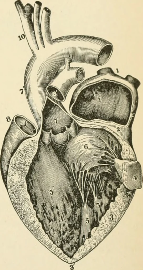 An illustration from Human physiology : prepared with special reference to students of medicine / by Joseph Howard Raymond., 1901, leaf 305