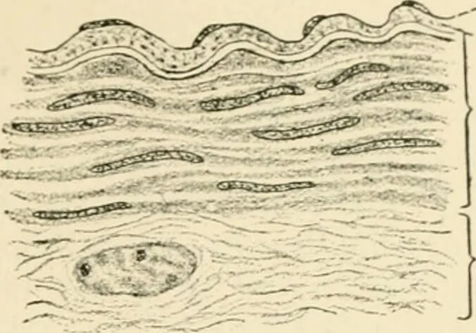 An illustration from Human physiology : prepared with special reference to students of medicine / by Joseph Howard Raymond., 1901, leaf 307