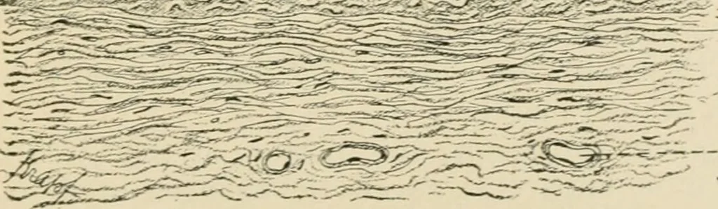 An illustration from Human physiology : prepared with special reference to students of medicine / by Joseph Howard Raymond., 1901, leaf 307