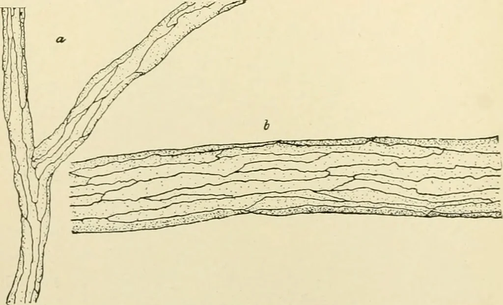 An illustration from Human physiology : prepared with special reference to students of medicine / by Joseph Howard Raymond., 1901, leaf 308