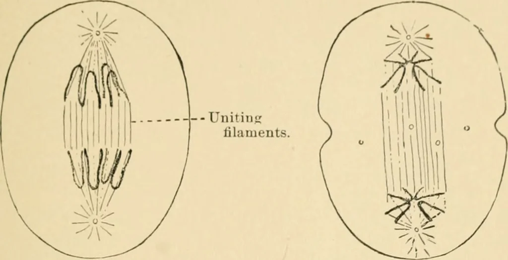 An illustration from Human physiology : prepared with special reference to students of medicine / by Joseph Howard Raymond., 1901, leaf 31