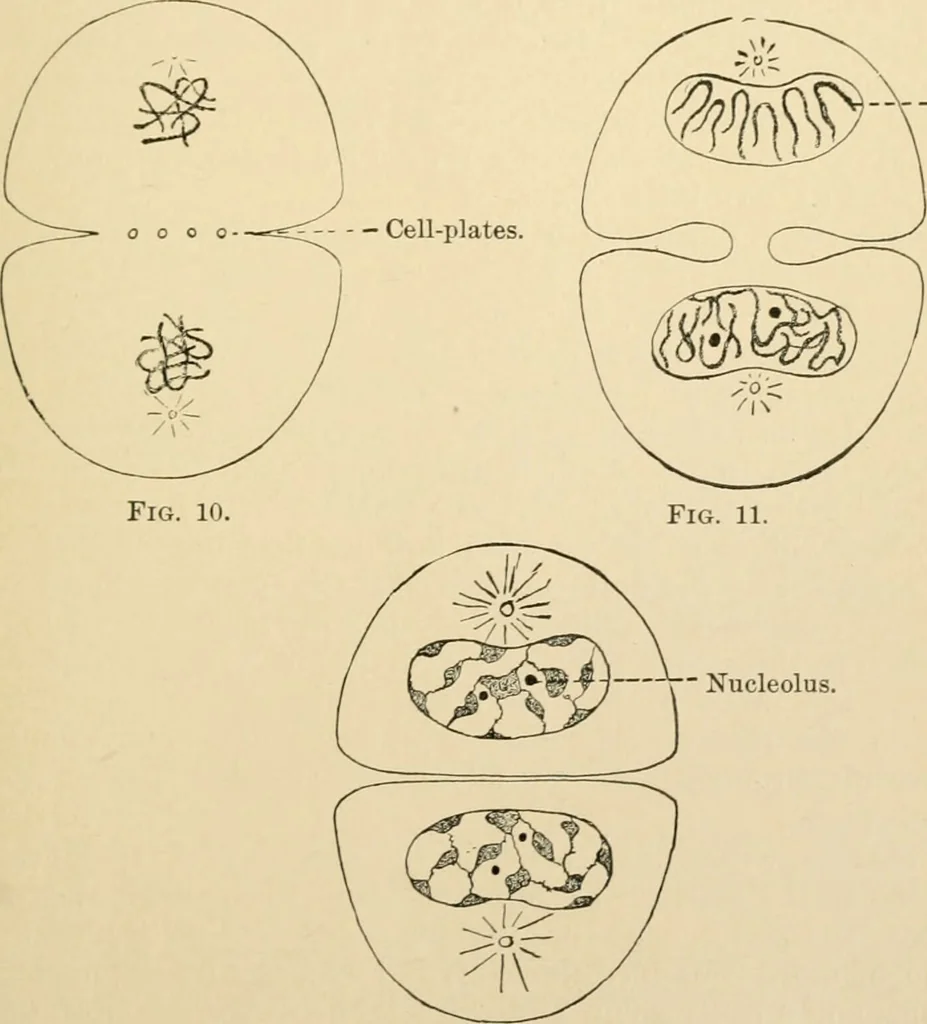 An illustration from Human physiology : prepared with special reference to students of medicine / by Joseph Howard Raymond., 1901, leaf 31