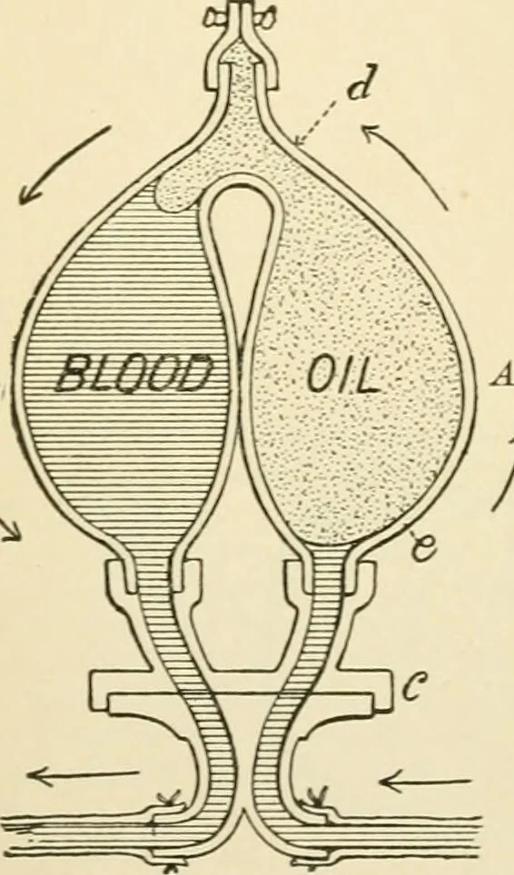 An illustration from Human physiology : prepared with special reference to students of medicine / by Joseph Howard Raymond., 1901, leaf 320