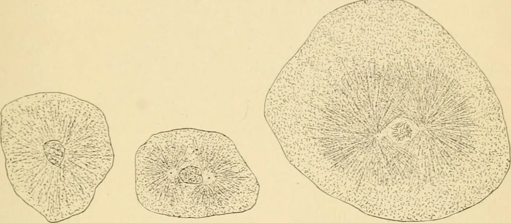 An illustration from Human physiology : prepared with special reference to students of medicine / by Joseph Howard Raymond., 1901, leaf 33
