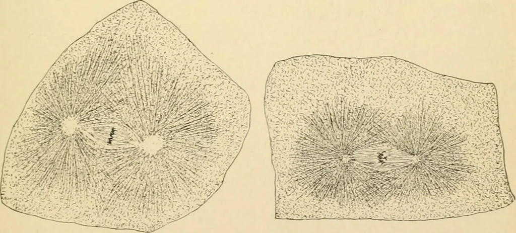 An illustration from Human physiology : prepared with special reference to students of medicine / by Joseph Howard Raymond., 1901, leaf 33