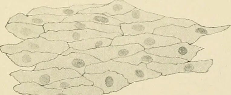 An illustration from Human physiology : prepared with special reference to students of medicine / by Joseph Howard Raymond., 1901, leaf 331