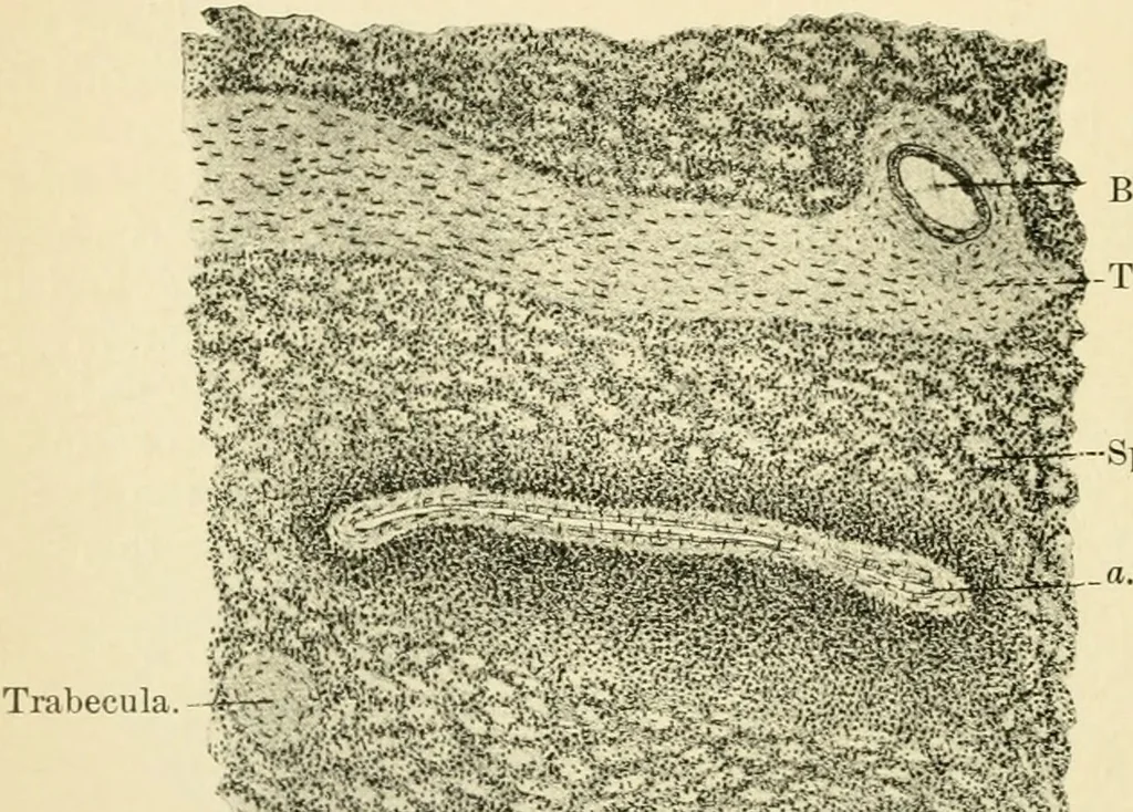 An illustration from Human physiology : prepared with special reference to students of medicine / by Joseph Howard Raymond., 1901, leaf 332