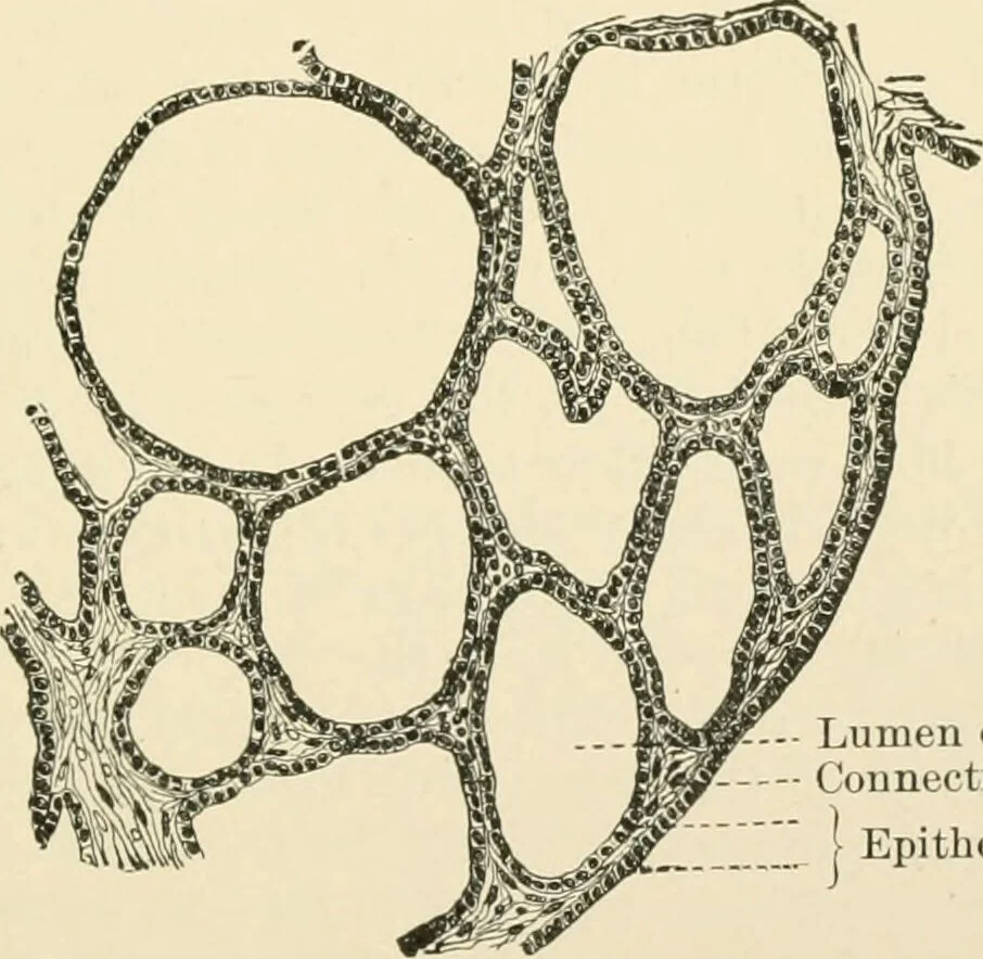 An illustration from Human physiology : prepared with special reference to students of medicine / by Joseph Howard Raymond., 1901, leaf 337