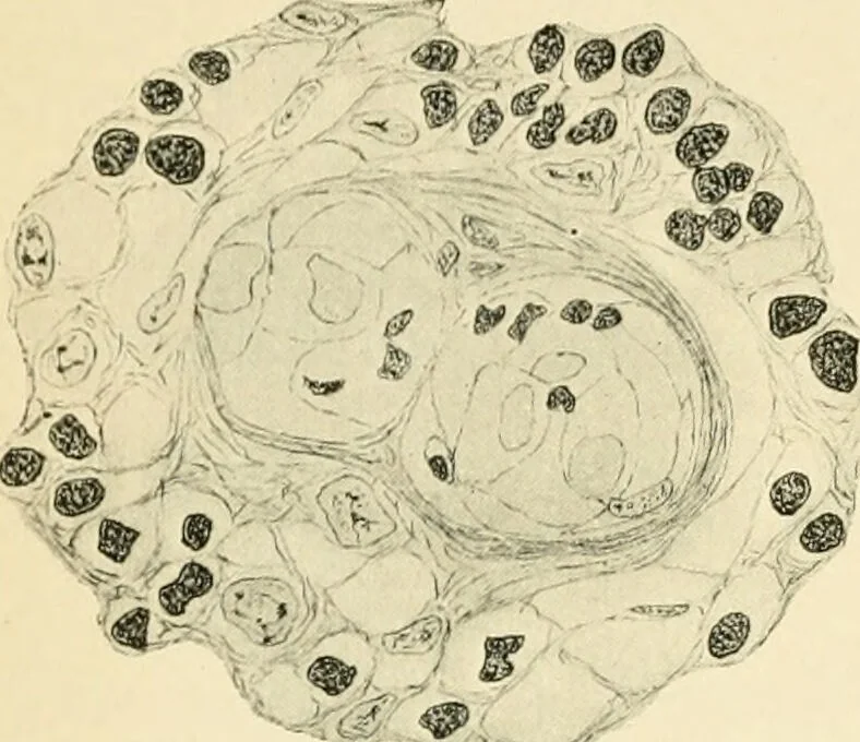 An illustration from Human physiology : prepared with special reference to students of medicine / by Joseph Howard Raymond., 1901, leaf 344