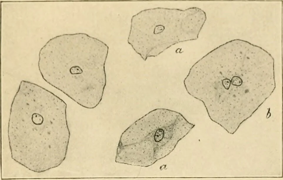 An illustration from Human physiology : prepared with special reference to students of medicine / by Joseph Howard Raymond., 1901, leaf 35