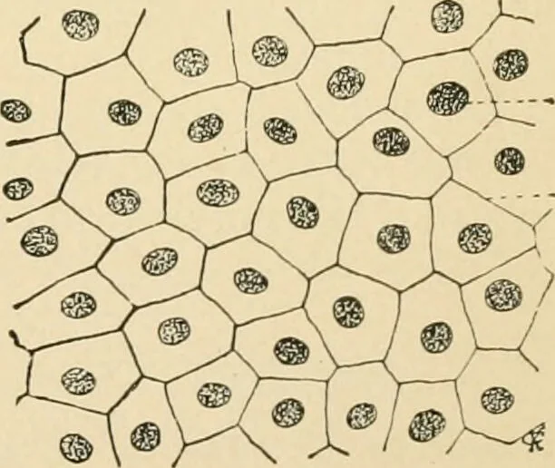 An illustration from Human physiology : prepared with special reference to students of medicine / by Joseph Howard Raymond., 1901, leaf 35