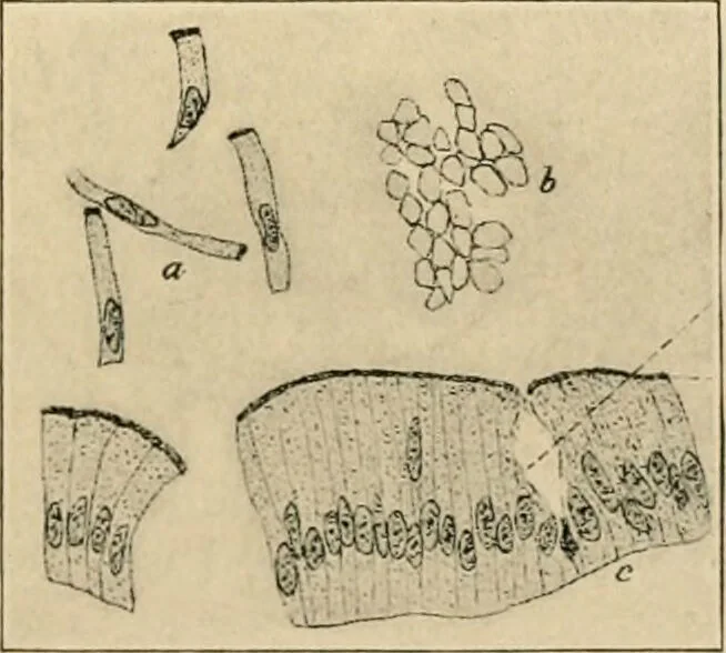 An illustration from Human physiology : prepared with special reference to students of medicine / by Joseph Howard Raymond., 1901, leaf 35