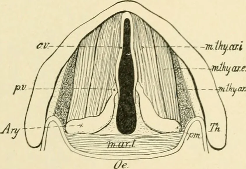 An illustration from Human physiology : prepared with special reference to students of medicine / by Joseph Howard Raymond., 1901, leaf 352