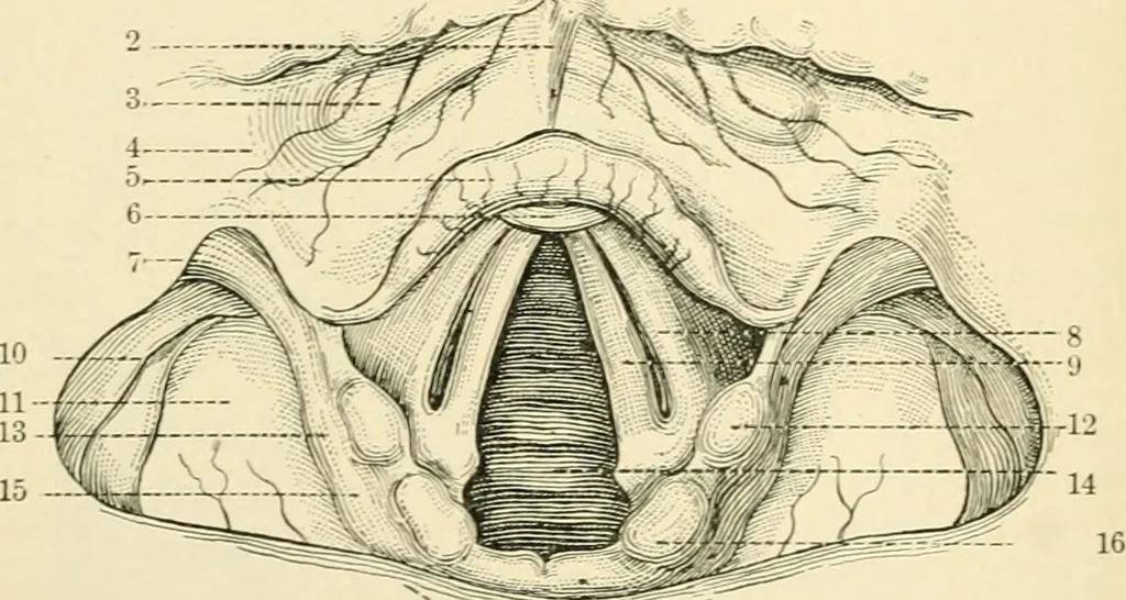 An illustration from Human physiology : prepared with special reference to students of medicine / by Joseph Howard Raymond., 1901, leaf 354