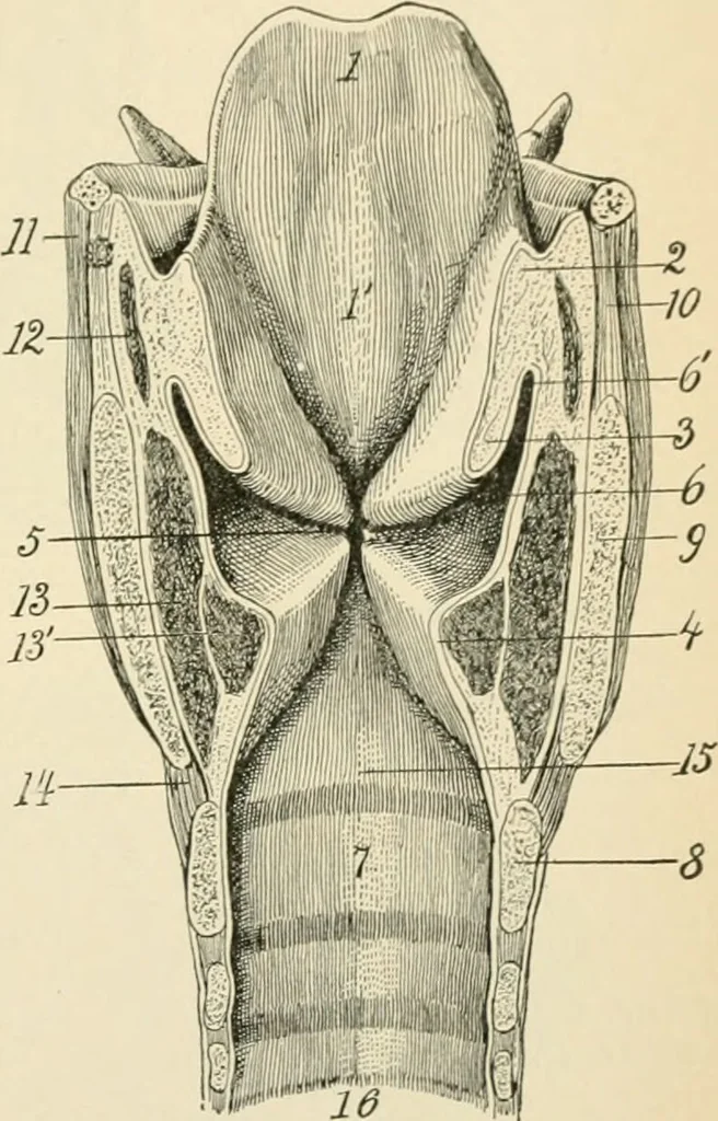 An illustration from Human physiology : prepared with special reference to students of medicine / by Joseph Howard Raymond., 1901, leaf 355