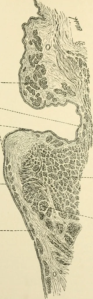An illustration from Human physiology : prepared with special reference to students of medicine / by Joseph Howard Raymond., 1901, leaf 356