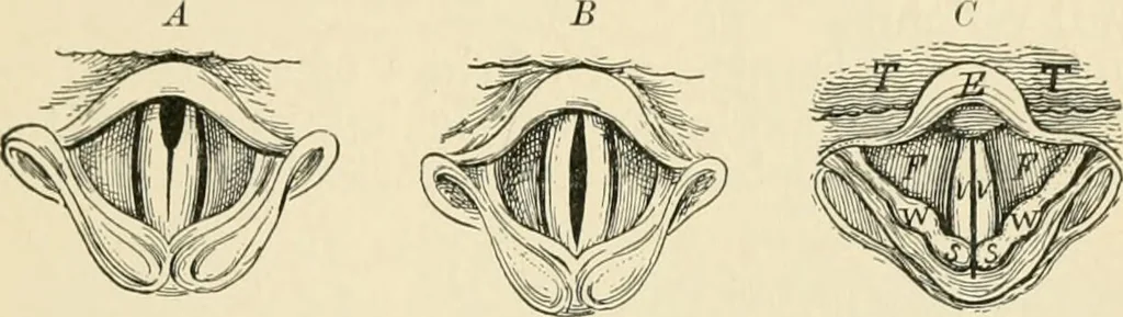 An illustration from Human physiology : prepared with special reference to students of medicine / by Joseph Howard Raymond., 1901, leaf 357