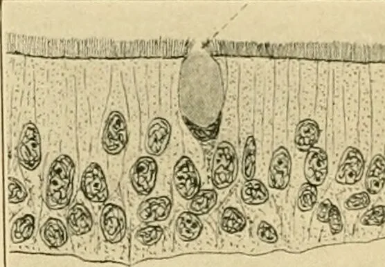 An illustration from Human physiology : prepared with special reference to students of medicine / by Joseph Howard Raymond., 1901, leaf 36