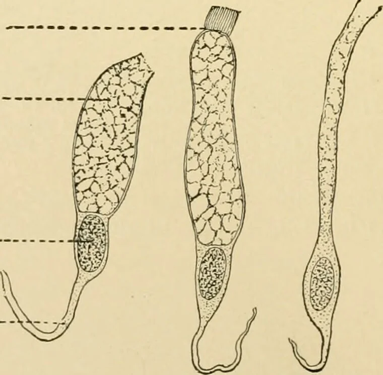 An illustration from Human physiology : prepared with special reference to students of medicine / by Joseph Howard Raymond., 1901, leaf 36
