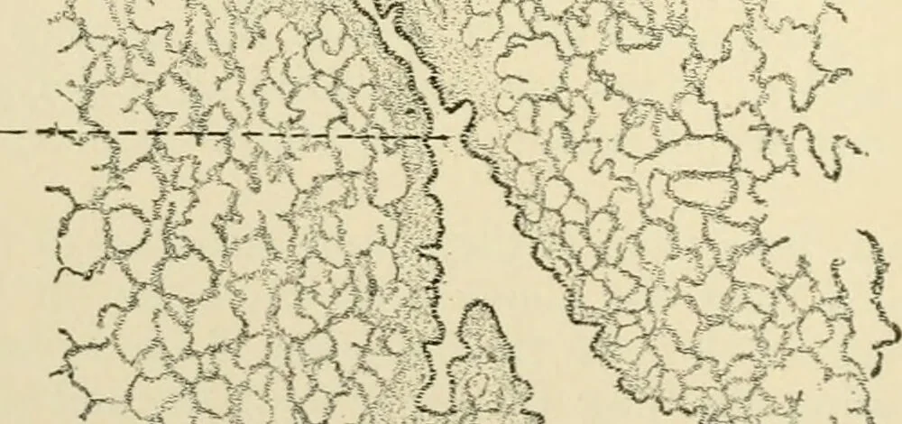 An illustration from Human physiology : prepared with special reference to students of medicine / by Joseph Howard Raymond., 1901, leaf 362