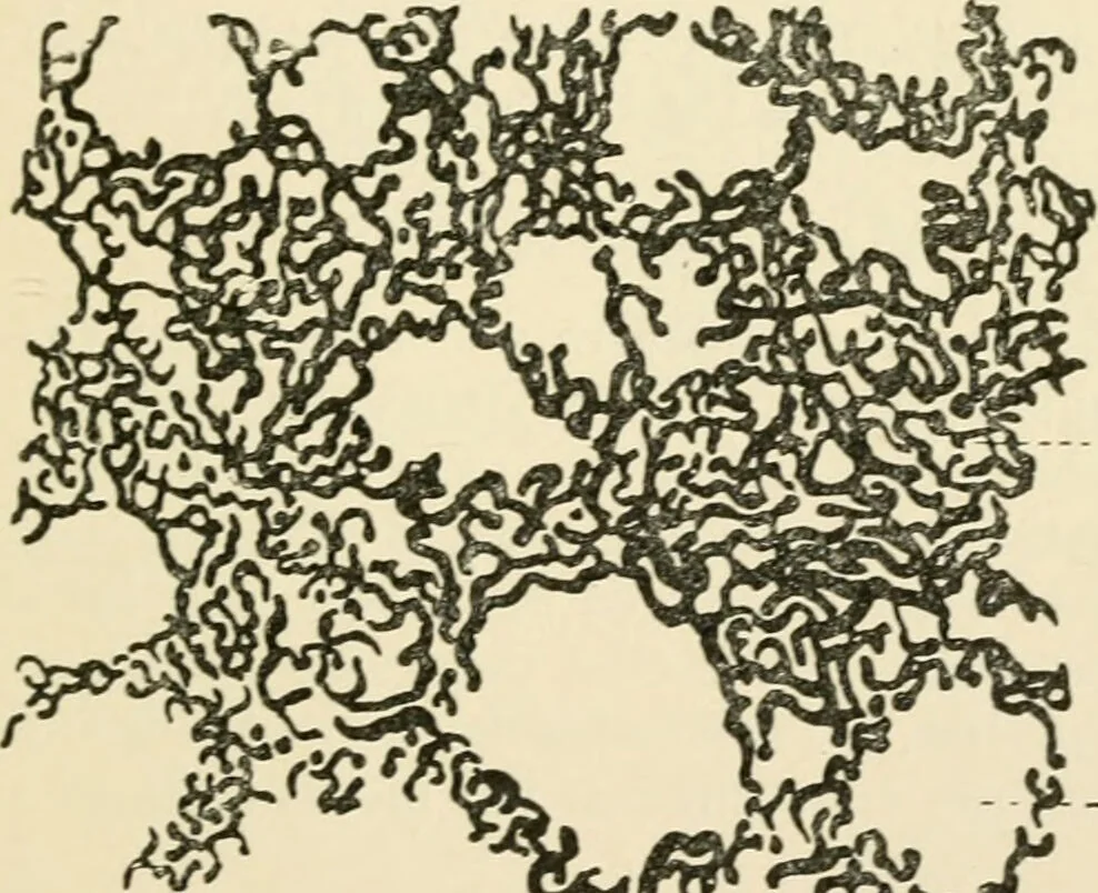 An illustration from Human physiology : prepared with special reference to students of medicine / by Joseph Howard Raymond., 1901, leaf 363