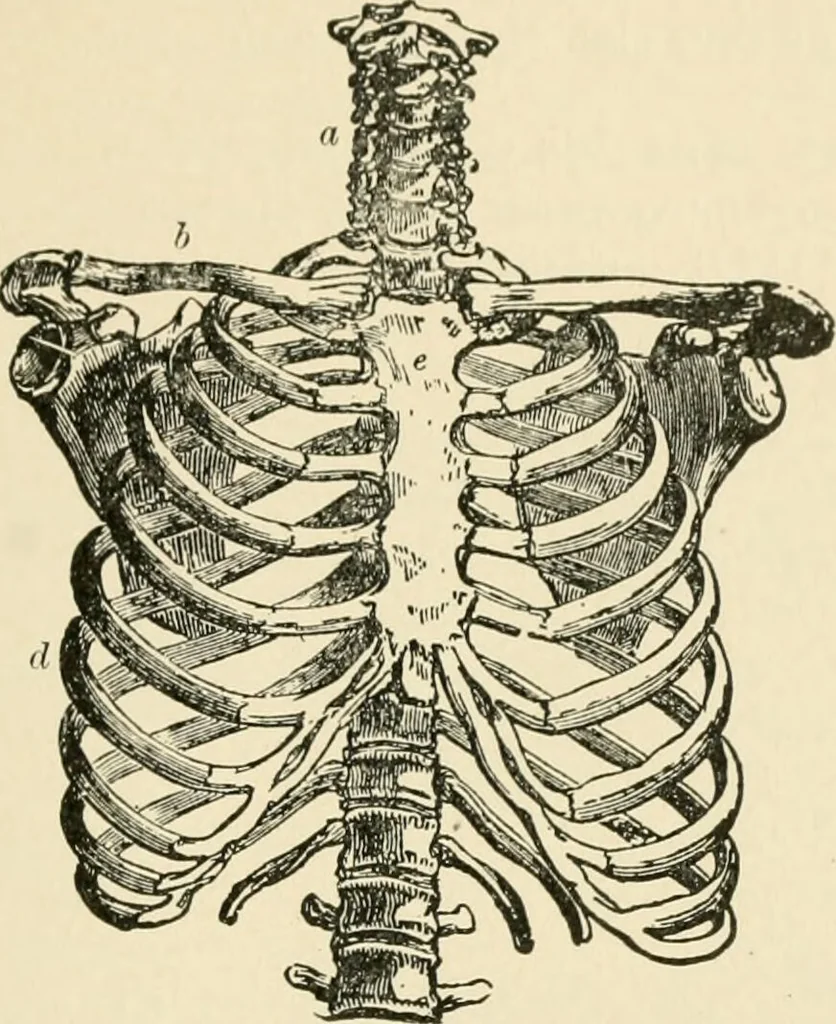 An illustration from Human physiology : prepared with special reference to students of medicine / by Joseph Howard Raymond., 1901, leaf 365
