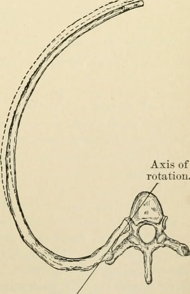 An illustration from Human physiology : prepared with special reference to students of medicine / by Joseph Howard Raymond., 1901, leaf 365