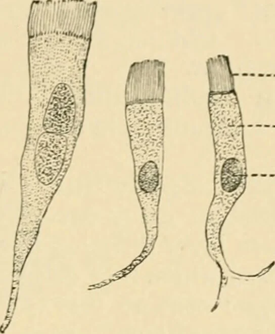 An illustration from Human physiology : prepared with special reference to students of medicine / by Joseph Howard Raymond., 1901, leaf 37