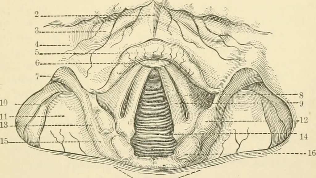 An illustration from Human physiology : prepared with special reference to students of medicine / by Joseph Howard Raymond., 1901, leaf 389