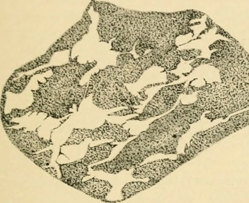 An illustration from Human physiology : prepared with special reference to students of medicine / by Joseph Howard Raymond., 1901, leaf 39