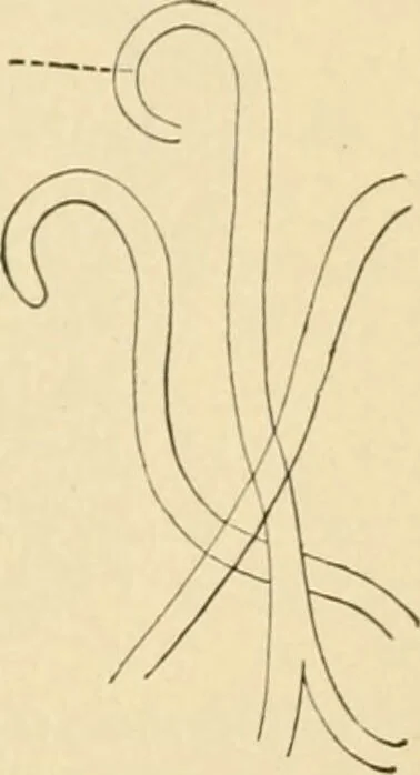 An illustration from Human physiology : prepared with special reference to students of medicine / by Joseph Howard Raymond., 1901, leaf 39