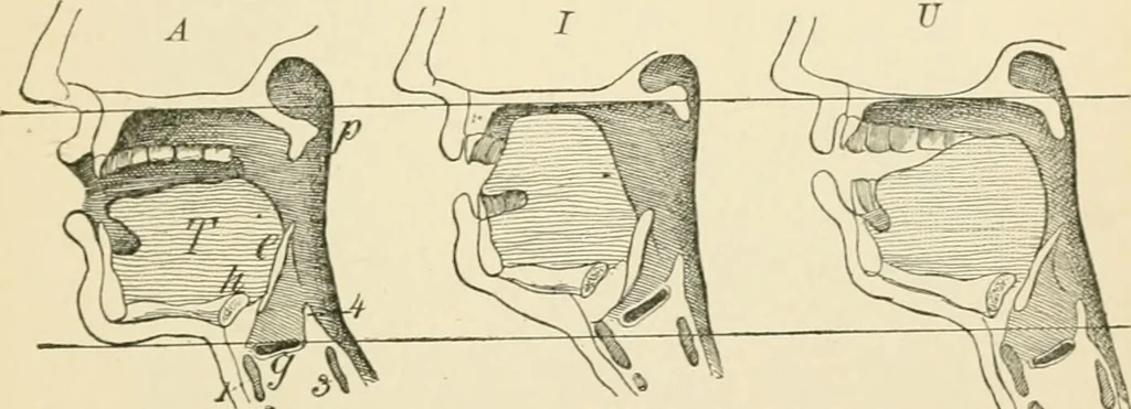 An illustration from Human physiology : prepared with special reference to students of medicine / by Joseph Howard Raymond., 1901, leaf 393