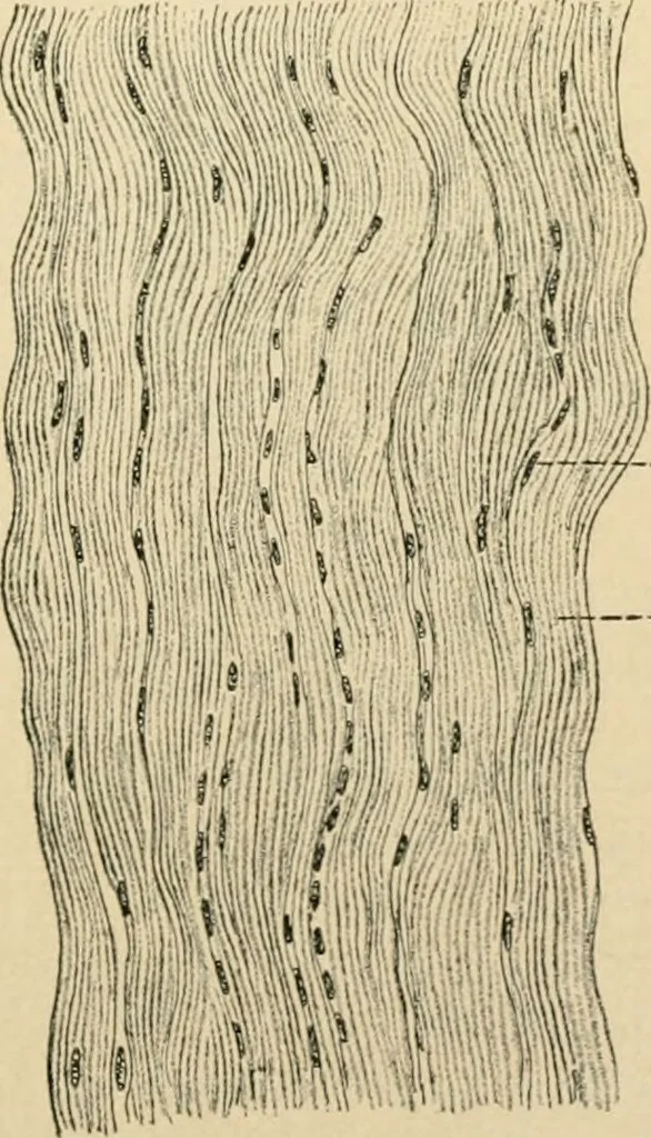 An illustration from Human physiology : prepared with special reference to students of medicine / by Joseph Howard Raymond., 1901, leaf 41