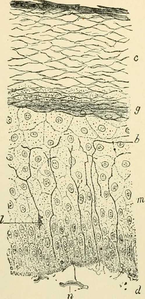 An illustration from Human physiology : prepared with special reference to students of medicine / by Joseph Howard Raymond., 1901, leaf 414