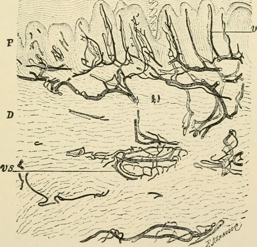 An illustration from Human physiology : prepared with special reference to students of medicine / by Joseph Howard Raymond., 1901, leaf 415