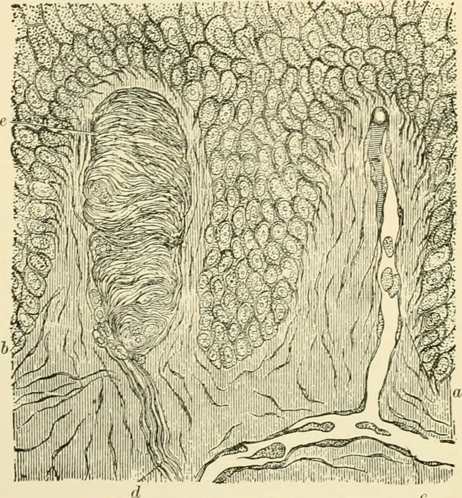 An illustration from Human physiology : prepared with special reference to students of medicine / by Joseph Howard Raymond., 1901, leaf 418