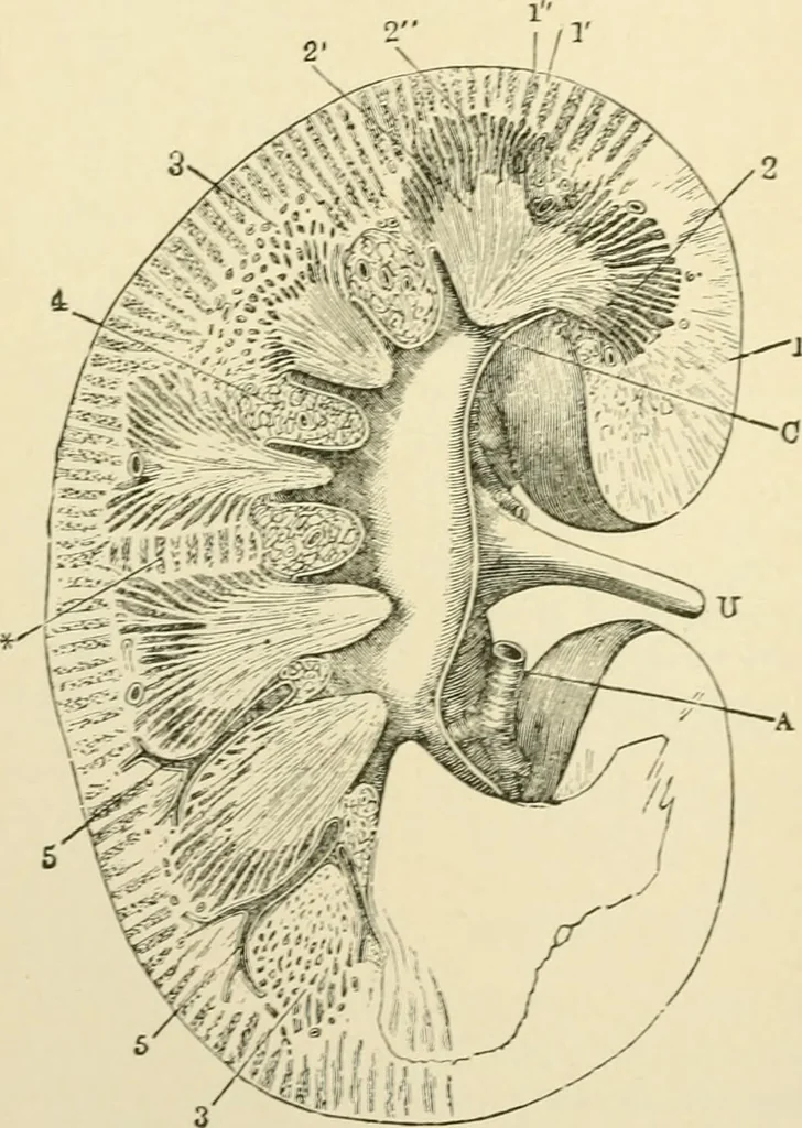 An illustration from Human physiology : prepared with special reference to students of medicine / by Joseph Howard Raymond., 1901, leaf 420