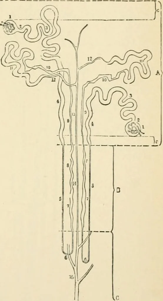An illustration from Human physiology : prepared with special reference to students of medicine / by Joseph Howard Raymond., 1901, leaf 423