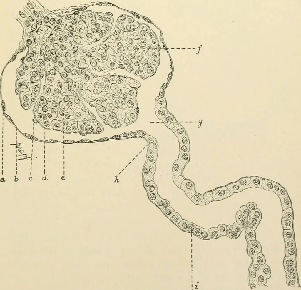 An illustration from Human physiology : prepared with special reference to students of medicine / by Joseph Howard Raymond., 1901, leaf 425