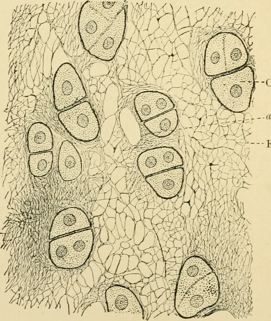 An illustration from Human physiology : prepared with special reference to students of medicine / by Joseph Howard Raymond., 1901, leaf 44
