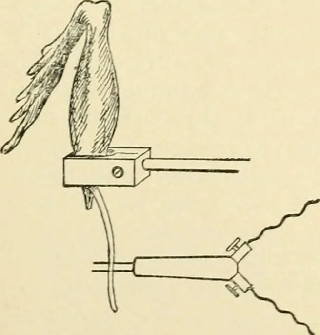 An illustration from Human physiology : prepared with special reference to students of medicine / by Joseph Howard Raymond., 1901, leaf 444