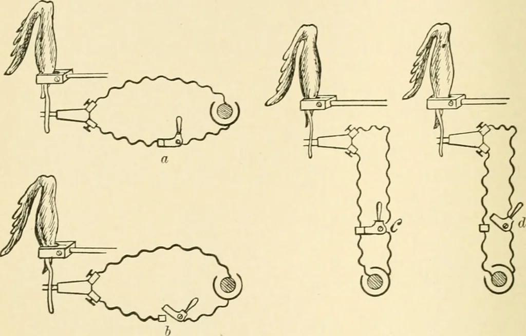 An illustration from Human physiology : prepared with special reference to students of medicine / by Joseph Howard Raymond., 1901, leaf 446