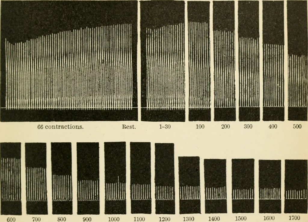 An illustration from Human physiology : prepared with special reference to students of medicine / by Joseph Howard Raymond., 1901, leaf 455