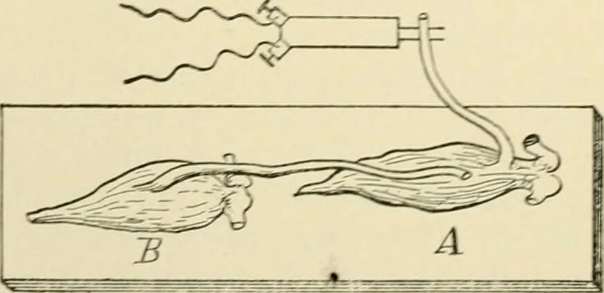 An illustration from Human physiology : prepared with special reference to students of medicine / by Joseph Howard Raymond., 1901, leaf 458